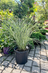 #3 container of Miscanthus 'Morning Light' in front of various other plants in mid June at Sprout Home.