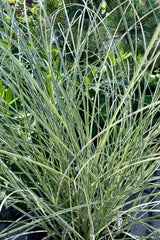 detail picture of the green with white striations thin blade leaves of the Miscanthus 'Morning Light' in mid June at Sprout Home.