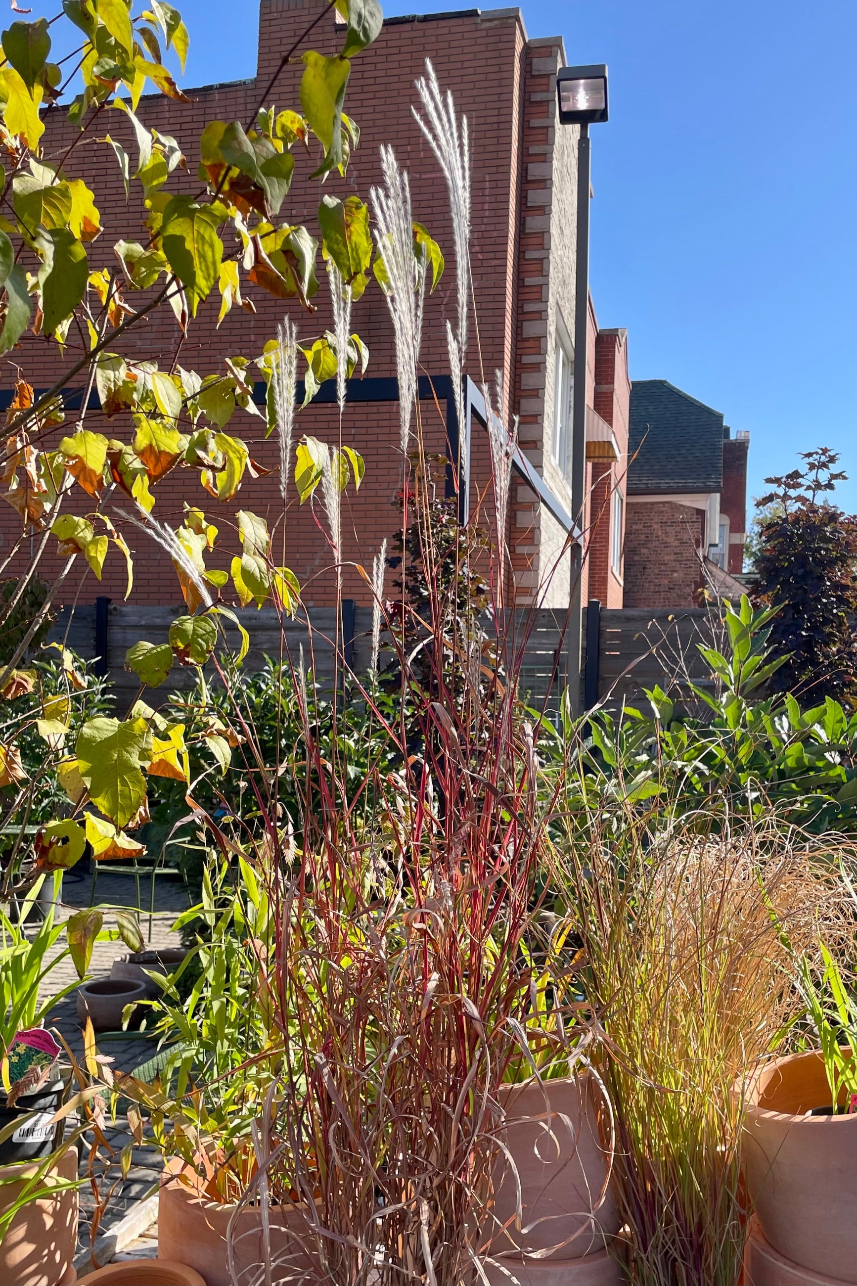 Miscanthus 'Purpurascens' in fall bloom the beginning of October in a #1 pot size at Sprout Home. ©Sprout Home
