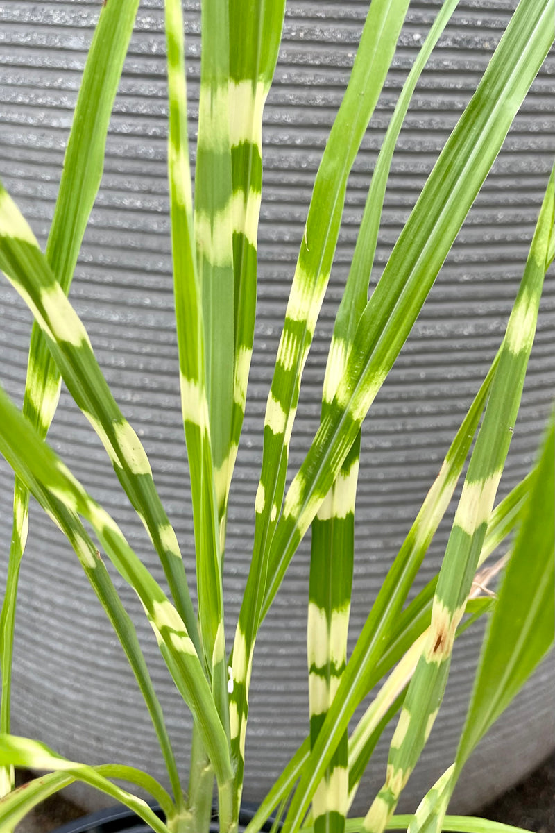 detail picture of the horizontal stripes on the blades of Miscanthus 'Zebrinus'