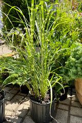 Miscanthus 'Zebrinus' in a #3 growers pot mid July showing the horizontal golden banding on the upright leaves at Sprout Home. 