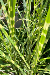 close up of the golden horizontal variegation on the green blades of Miscanthus 'Zebrinus' mid July at Sprout Home.