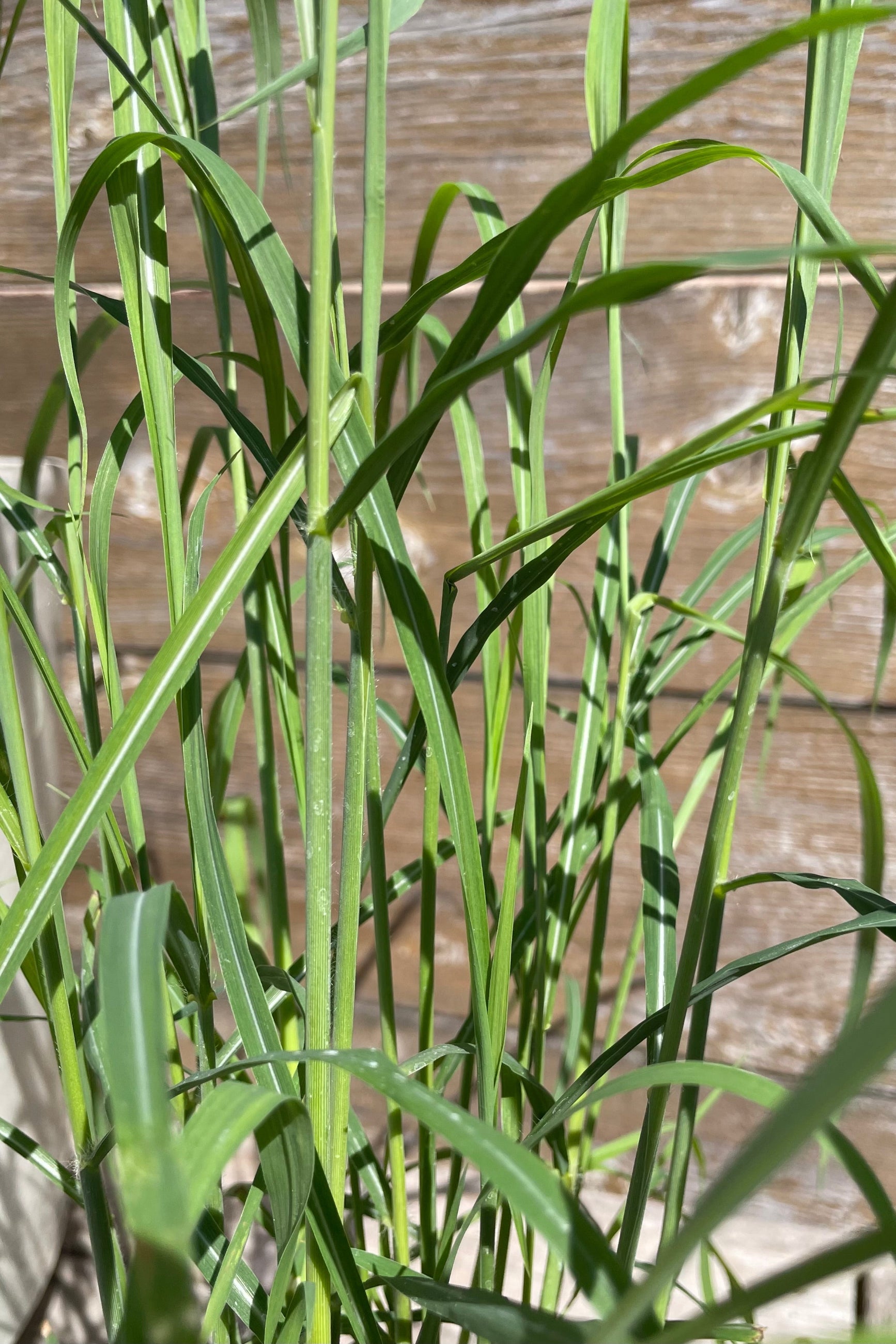 detail picture of the green blades of the Miscanthus 'Little Zebra' beginning for the season mid April just starting to show its stripes. ©Sprout Home
