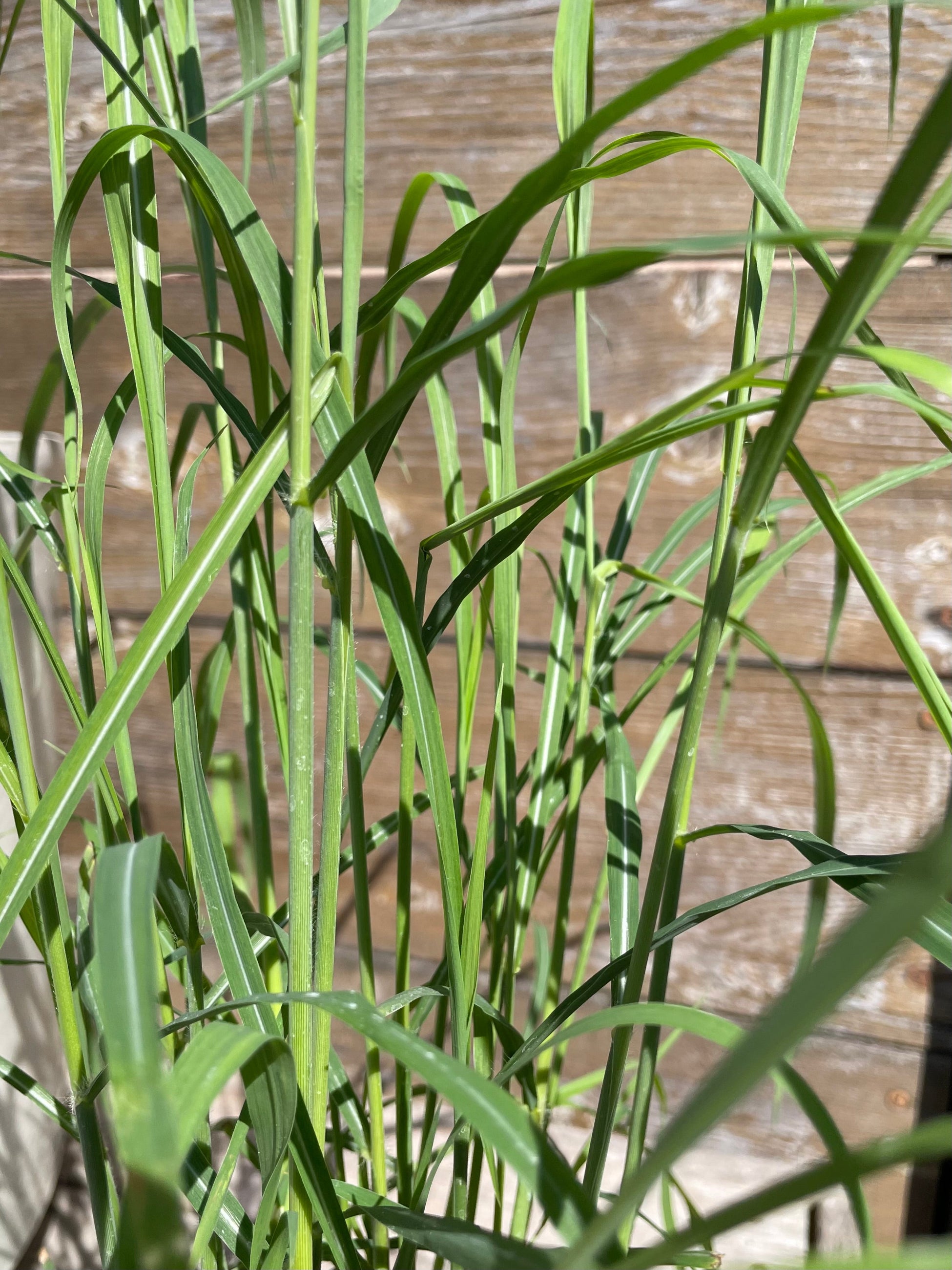 detail picture of the green blades of the Miscanthus 'Little Zebra' beginning for the season mid April just starting to show its stripes. ©Sprout Home