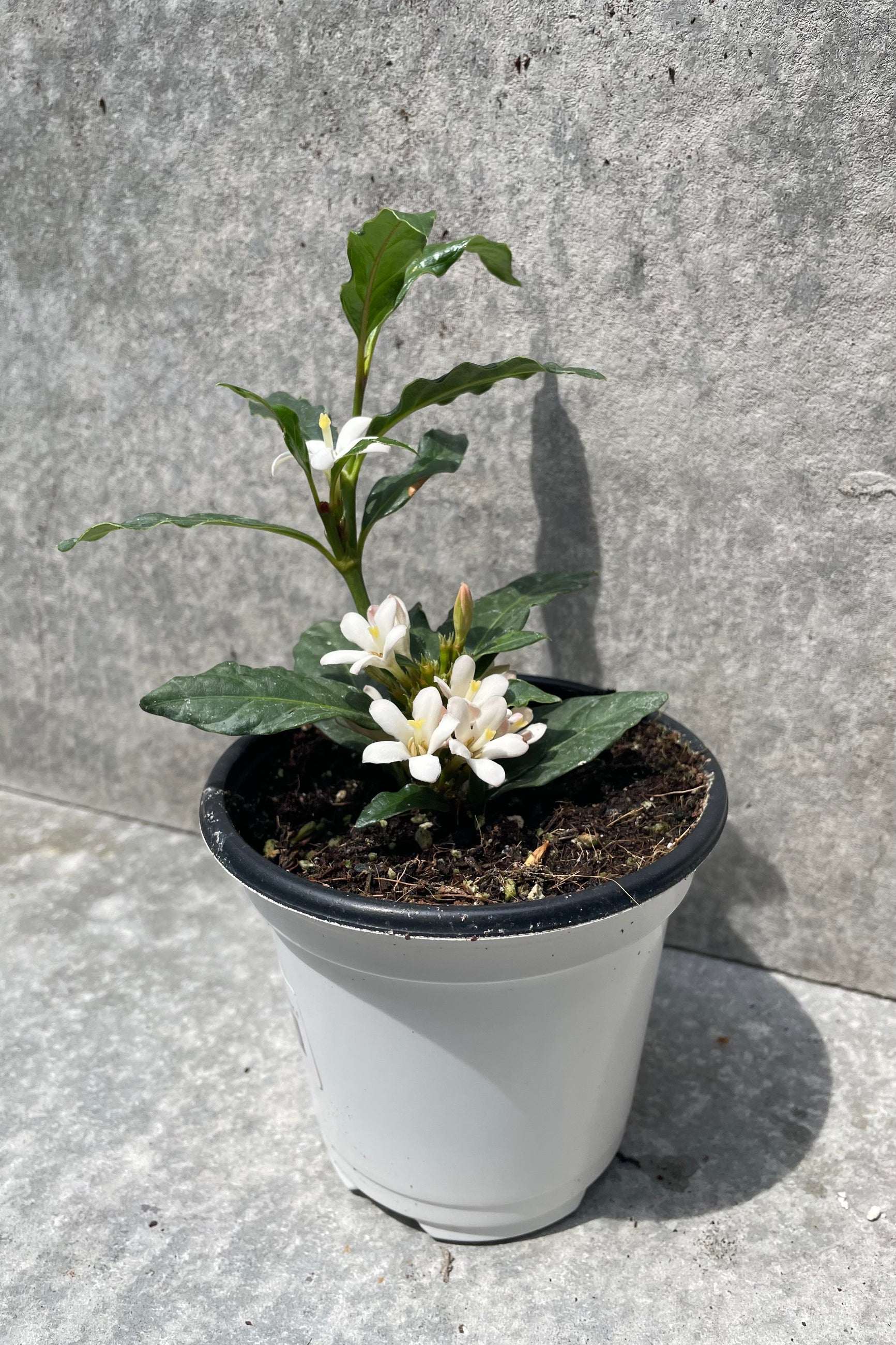 Mitriostigma axillare in bloom in a 4.5" growers pot against a grey wall. ©Sprout Home