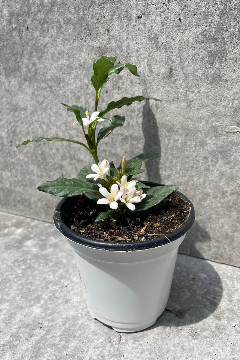 Mitriostigma axillare in bloom in a 4.5" growers pot against a grey wall.
