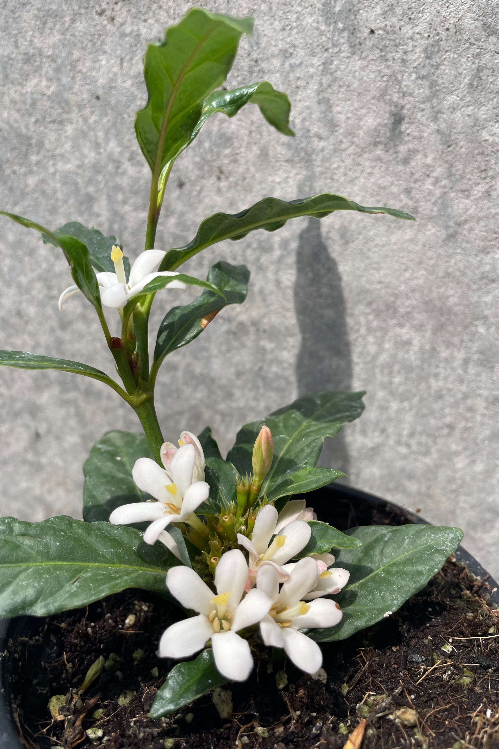 African Gardenia plant in bloom and up close. ©Sprout Home 