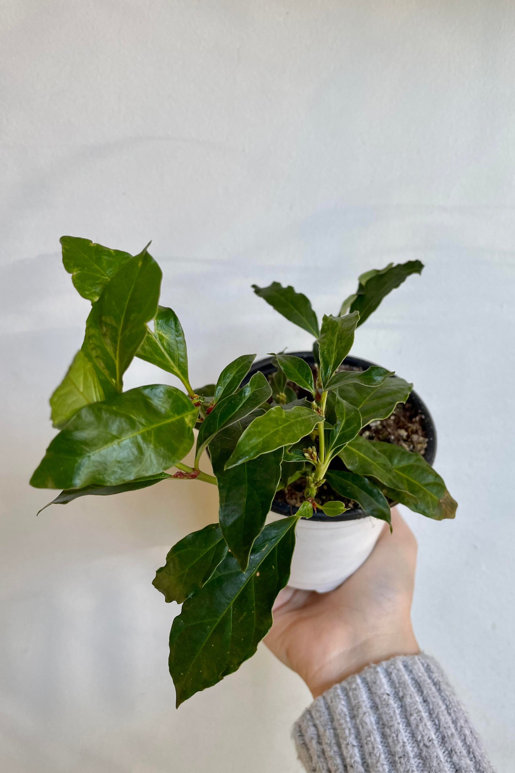 A look at the Mitriostigma axillare "African Gardenia" 4.5" out of bloom ©Sprout Home