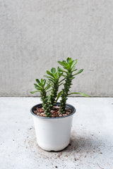 Monadenium plant in a four inch growers pot against a grey wall. 