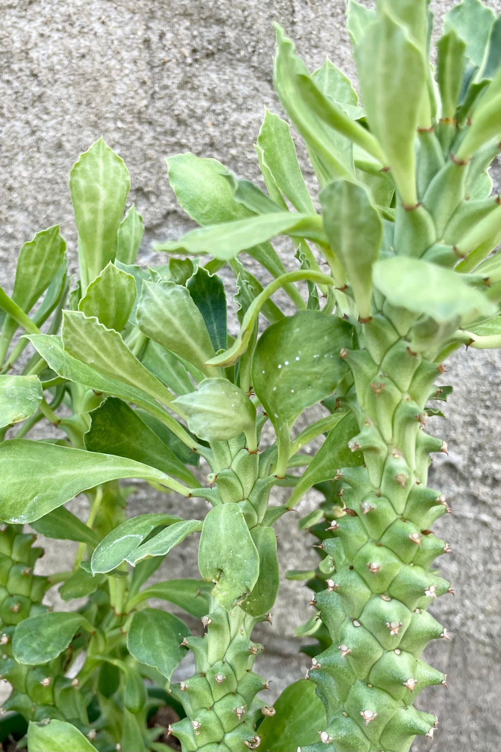 A close-up view of the 6" Monadenium against a concrete backdrop ©Sprout Home