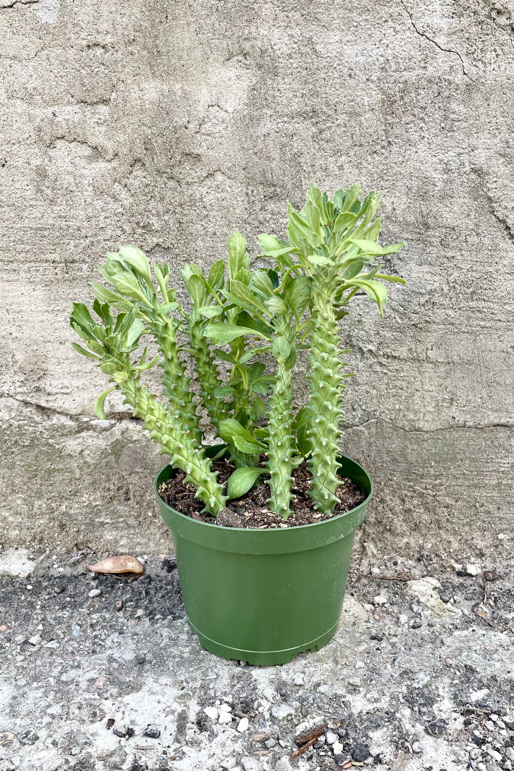 A frontal view of the 6" Monadenium in a grower pot against a concrete backdrop ©Sprout Home