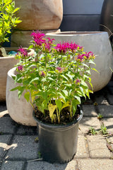 #1 container of Mondara 'Balmy Purple' in bloom mid June with bright purple magenta flowers above green foliage in front of terracotta planters at Sprout Home.