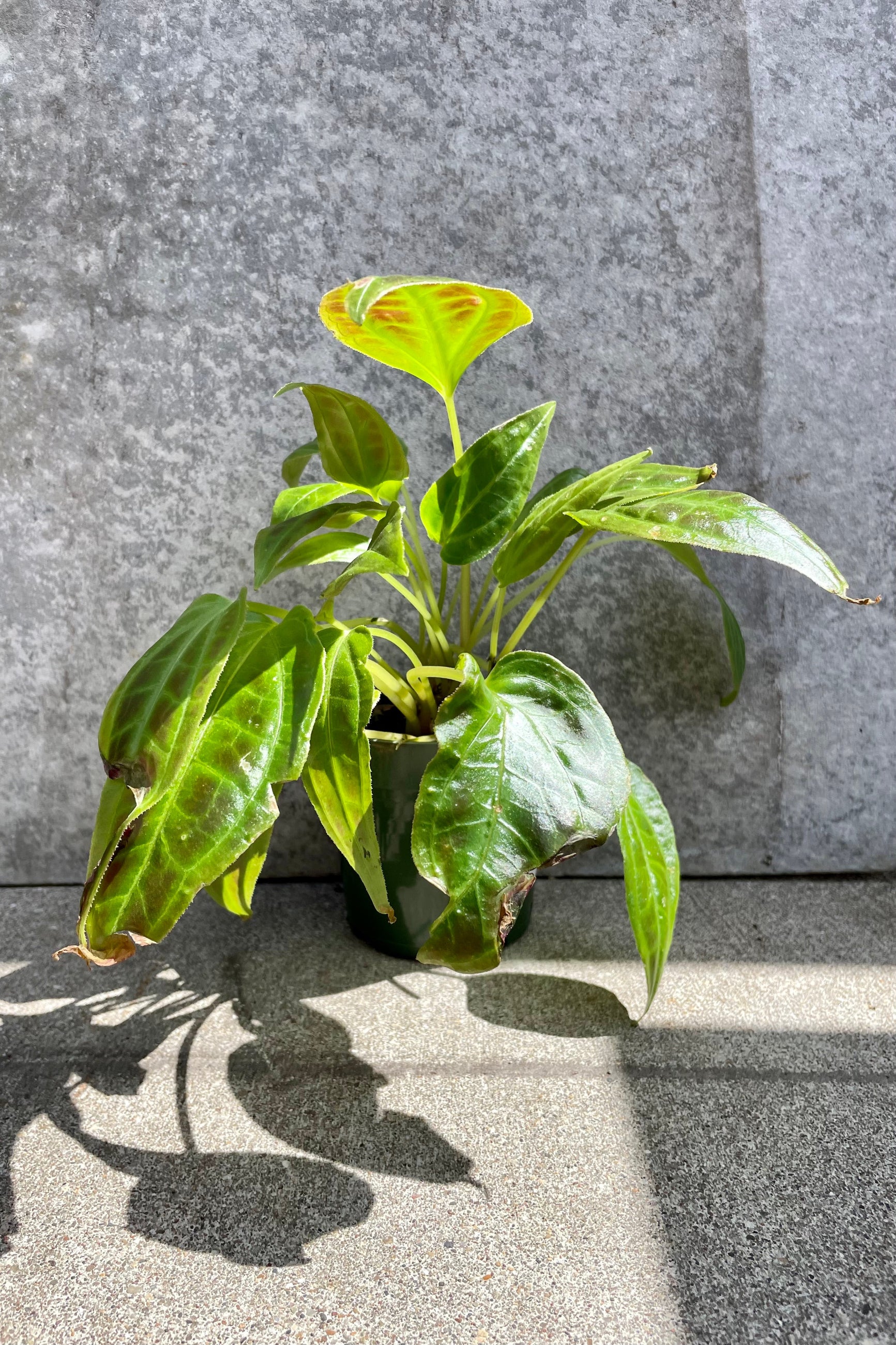 Monolena sp. 4” black growers pot with shiny variegated leaves  against a grey wall ©Sprout Home