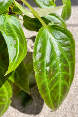 Detail of Monolena sp. 4” shiny variegated leaves  against a grey wall