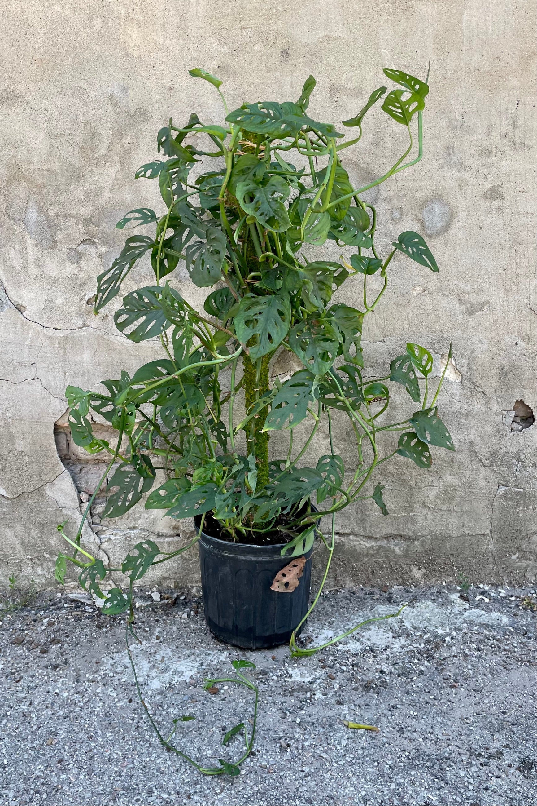 Monstera adansonii code up picture showing the leaves with natural openings at Sprout Home against a grey wall  ©Sprout Home