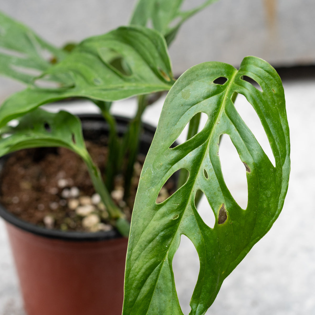 planta philodendron Philodendron Longilobatum – oramicin main image 0