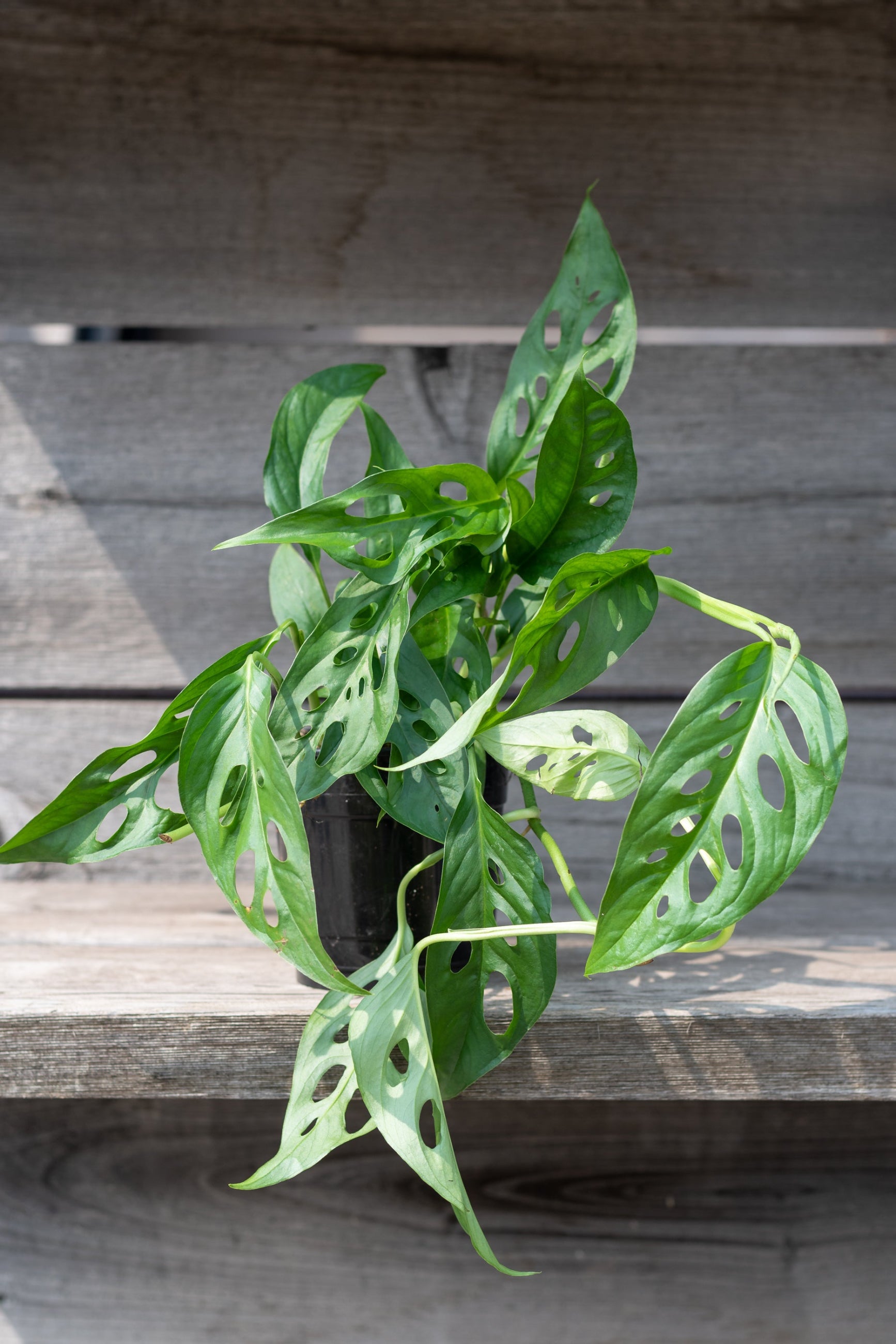 Swiss cheese plant in a 5" grow pot sitting o a wood ledge with its leaves hanging over ©Sprout Home