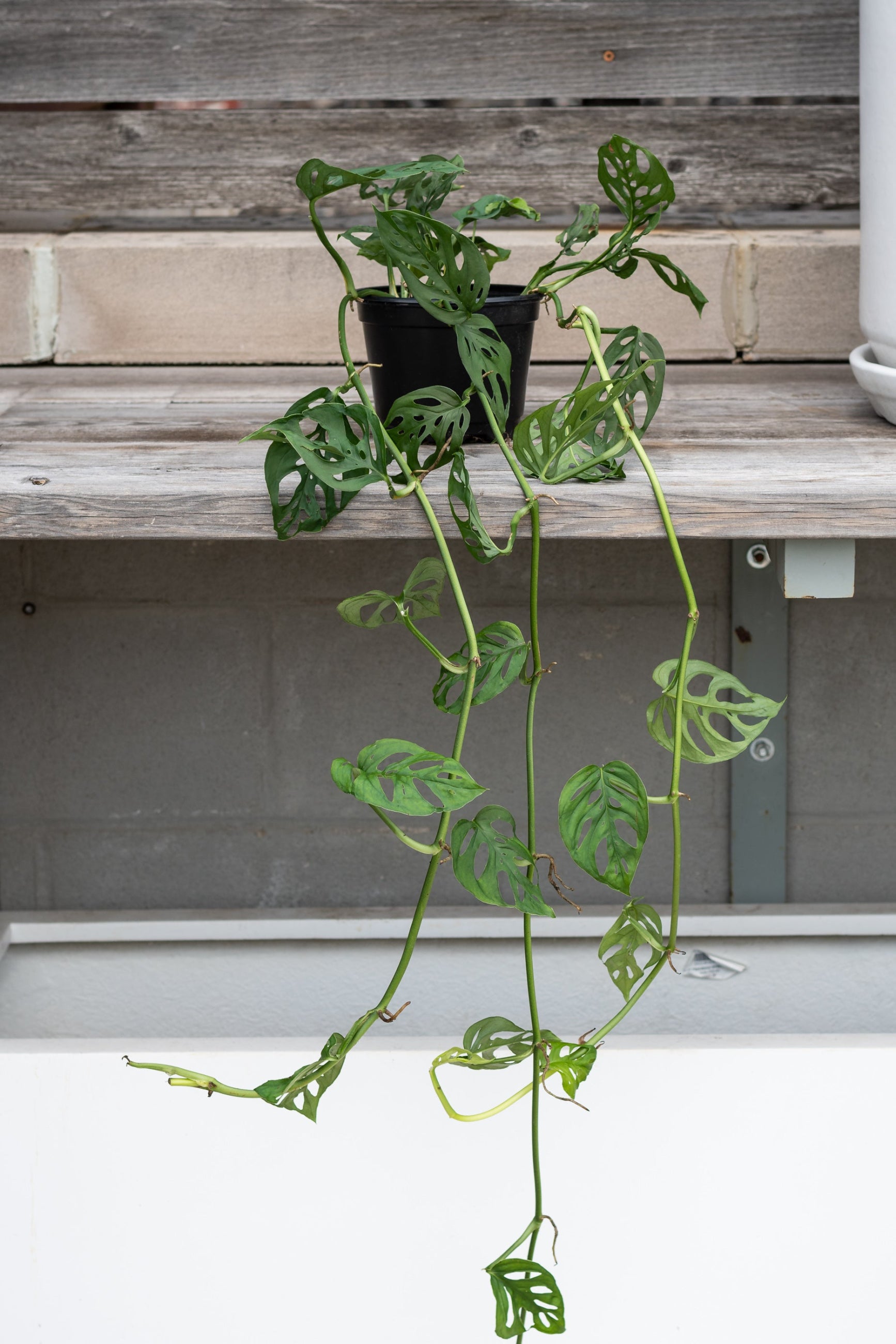 Monstera adansonii trailing over grey wood ledge ©Sprout Home