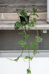 Monstera adansonii trailing over grey wood ledge