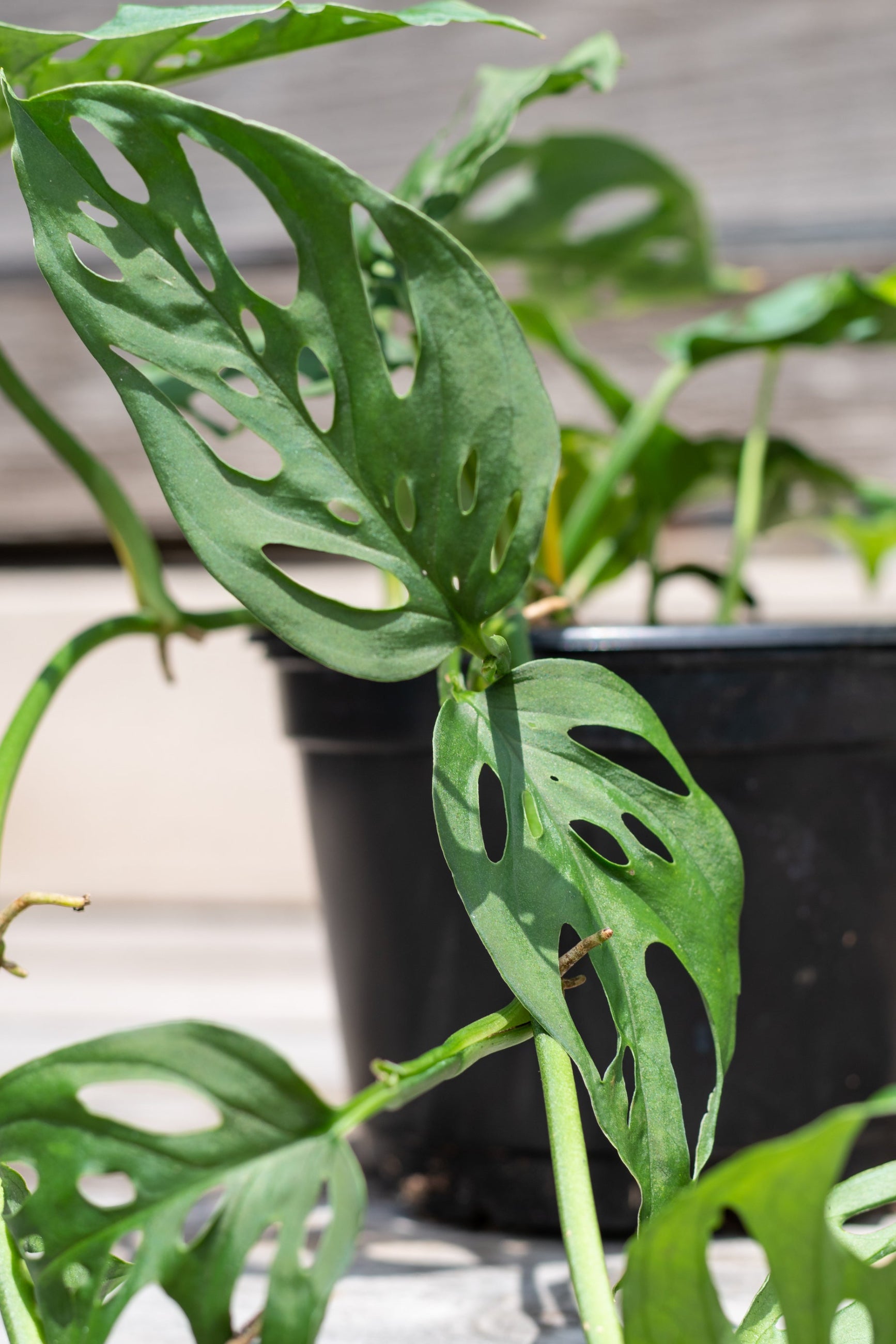 Close up of trailing Monstera adansonii leaves ©Sprout Home