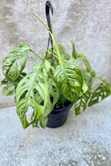 Monstera adansonii in front of grey background