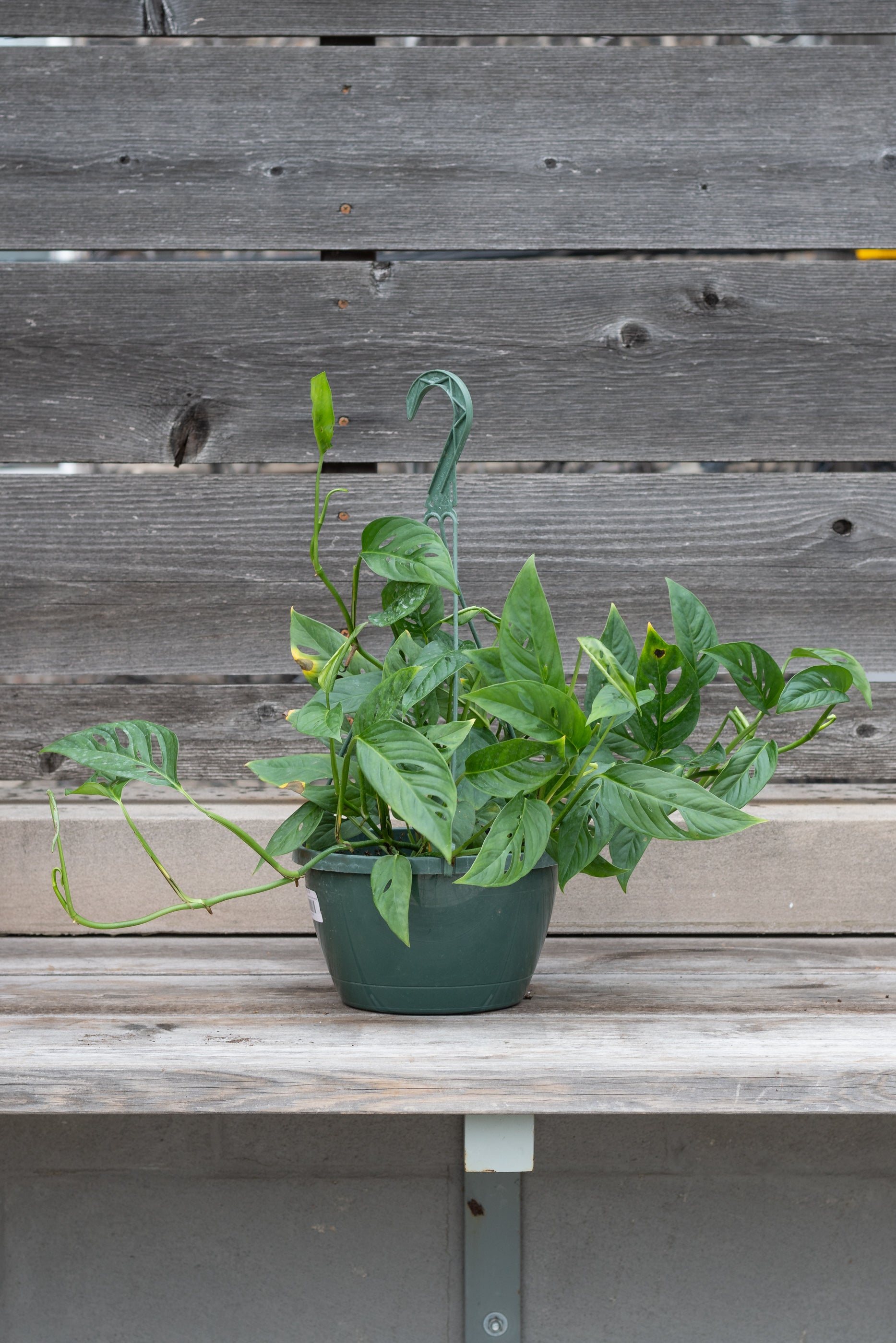 Monstera adansonii narrow form in hanging grow pot in front of grey wood background