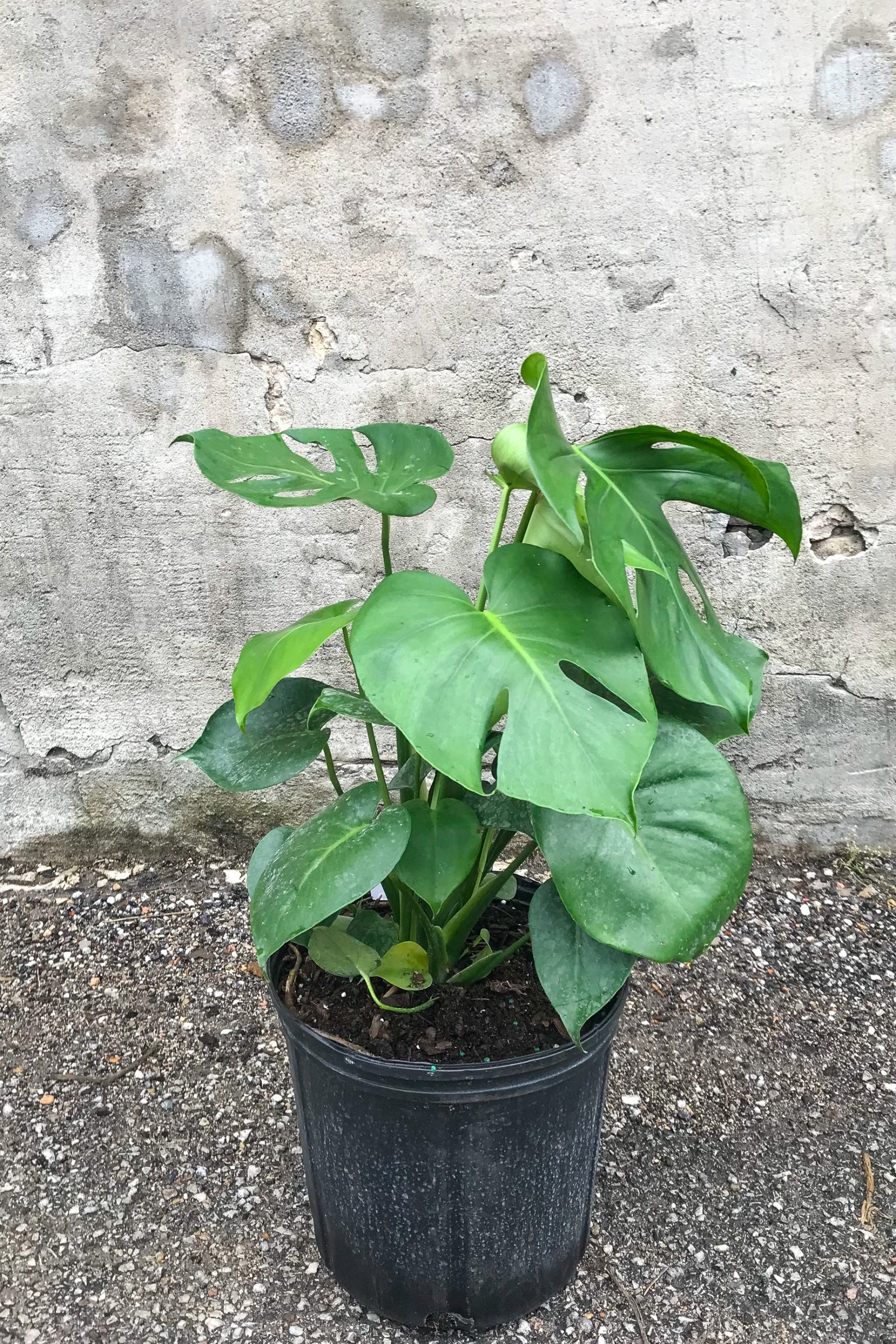 Monstera deliciosa in grow pot in front of concrete background ©Sprout Home