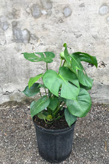 Monstera deliciosa in grow pot in front of concrete background