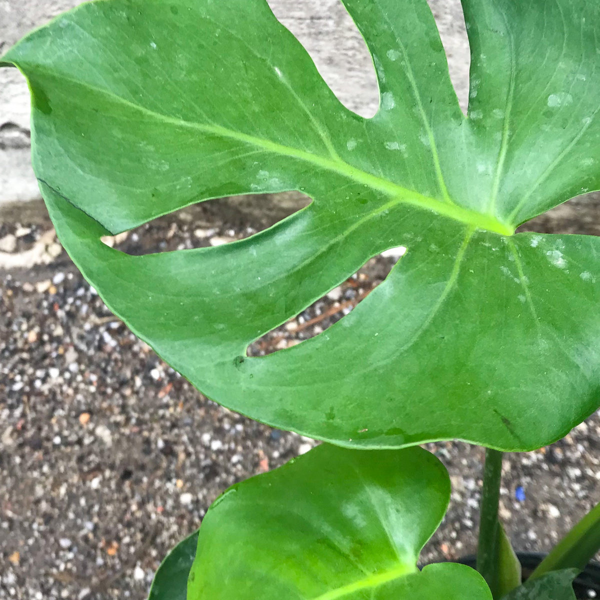 monstera deliciosa muda Monstera deliciosa 10" at SPROUT HOME