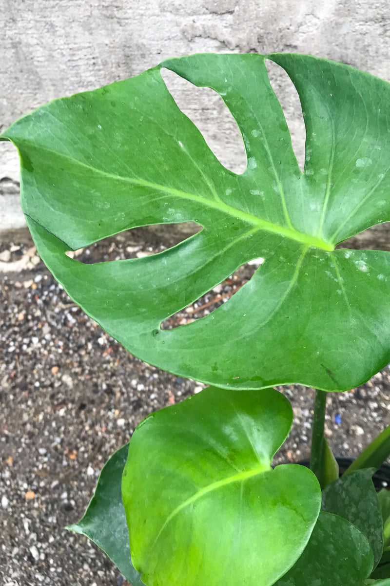 Close up of Monstera deliciosa leaves