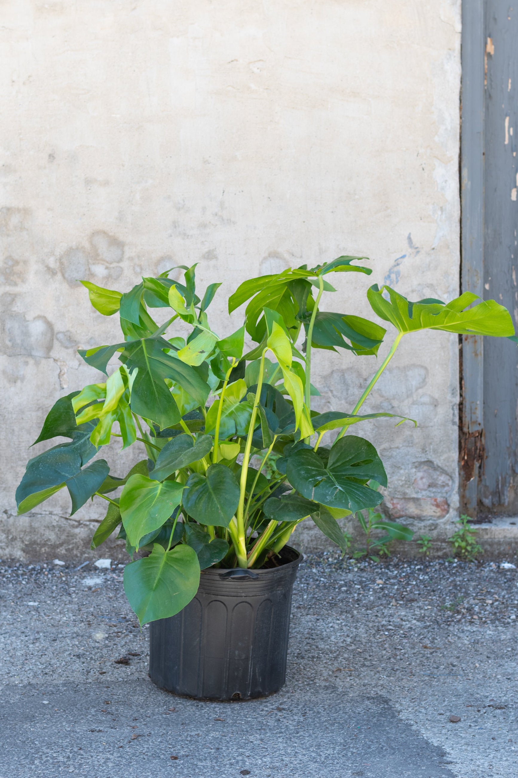 Large monstera deliciosa in front of concrete wall ©Sprout HOme 