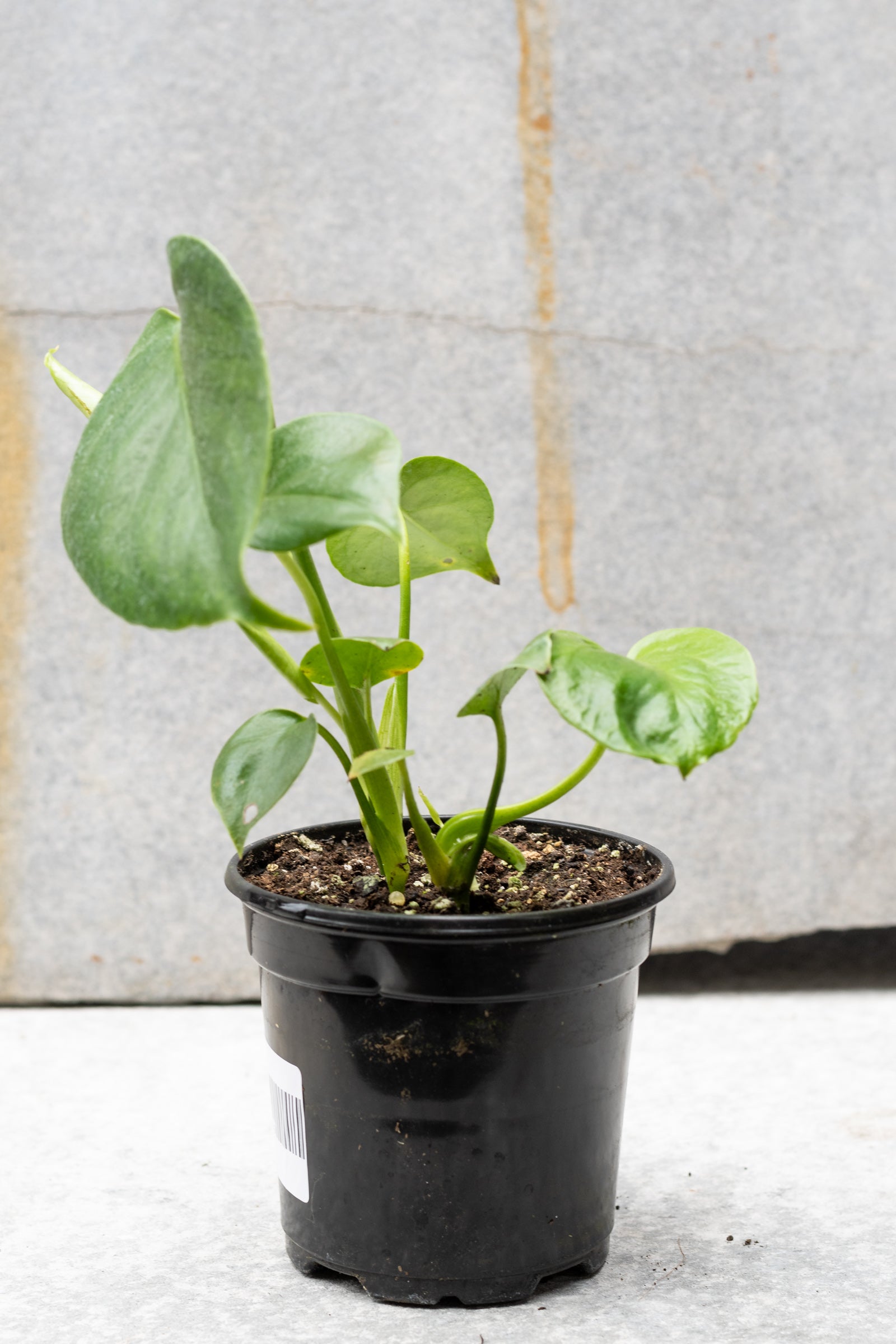 Monstera deliciosa plant in a 4" growers pot against a gray background ©Sprout Home 