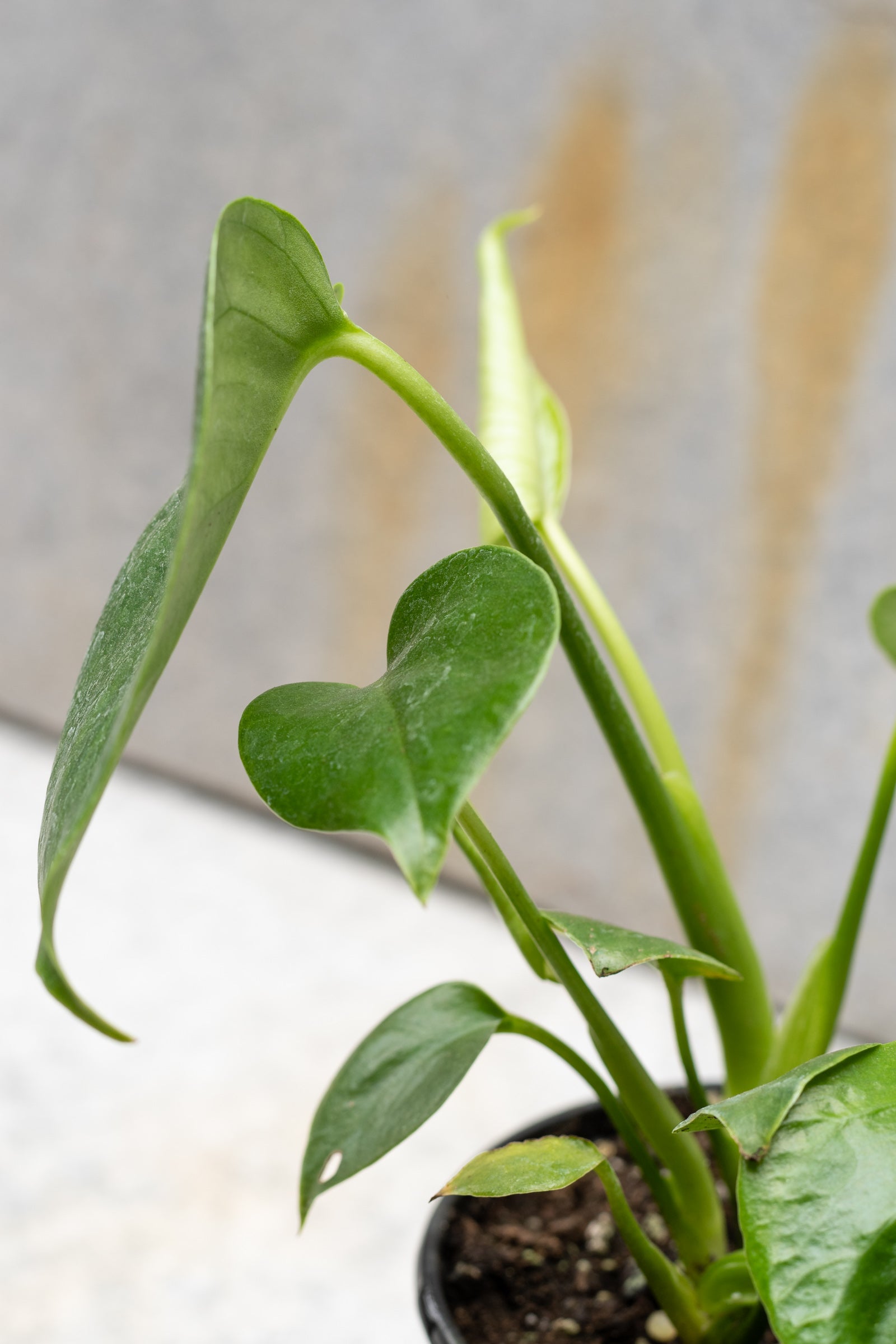 A young Monstera Deliciosa plant with glossy green leaves, showing characteristic fenestrations, potted and placed against an indoor backdrop. ©Sprout Home 