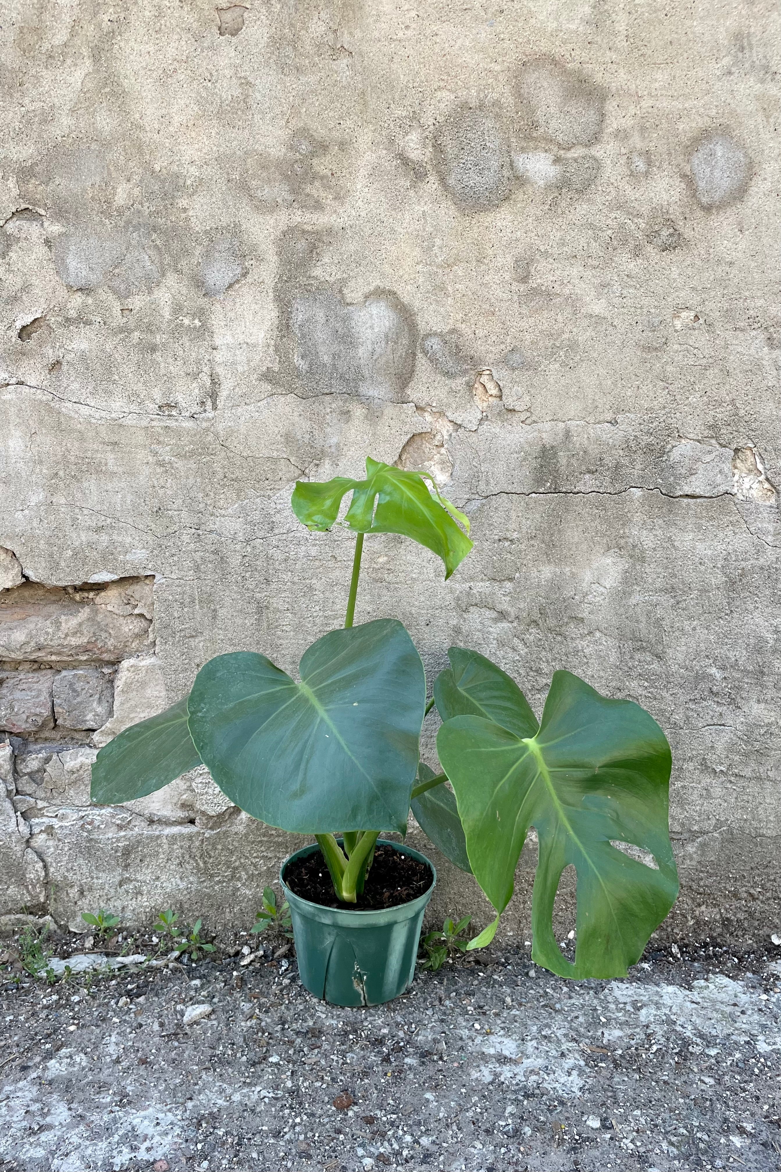 Monstera deliciosa 6" in front of grey background