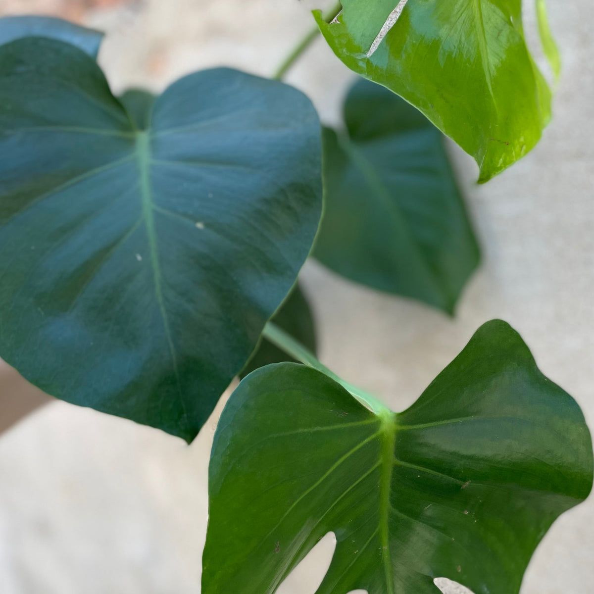 monstera deliciosa 3-6 Monstera deliciosa 6" at SPROUT HOME
