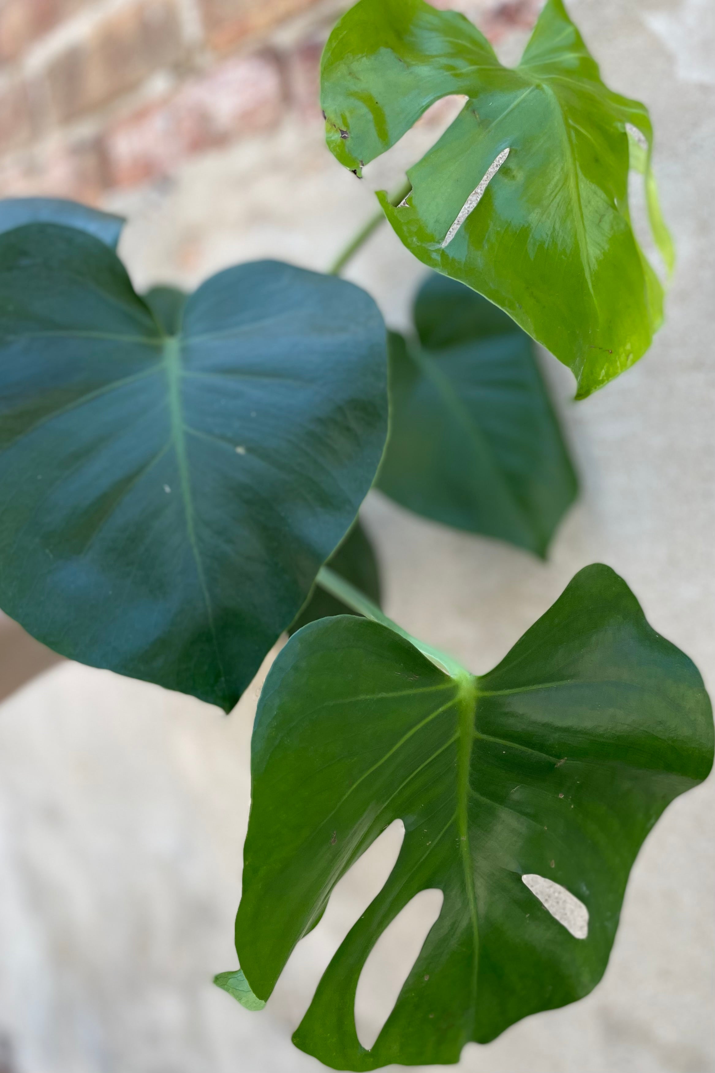 Close up of Monstera deliciosa leaves