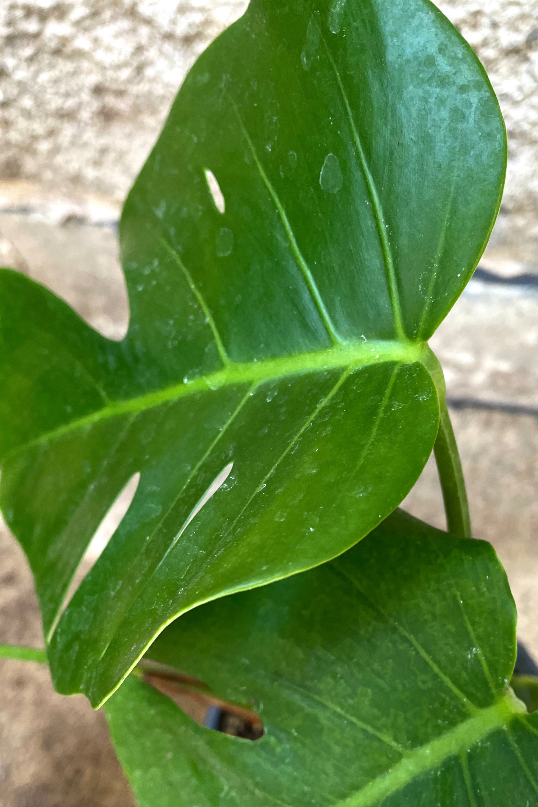 Monstera deliciosa 6