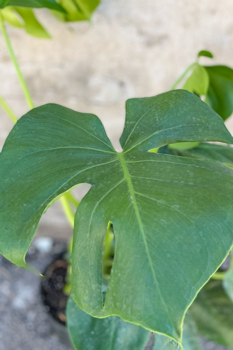 Close up of unfurling Monstera deliciosa leaf