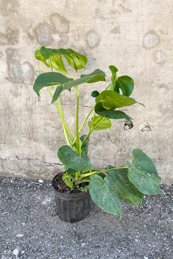 Monstera deliciosa in front of concrete wall