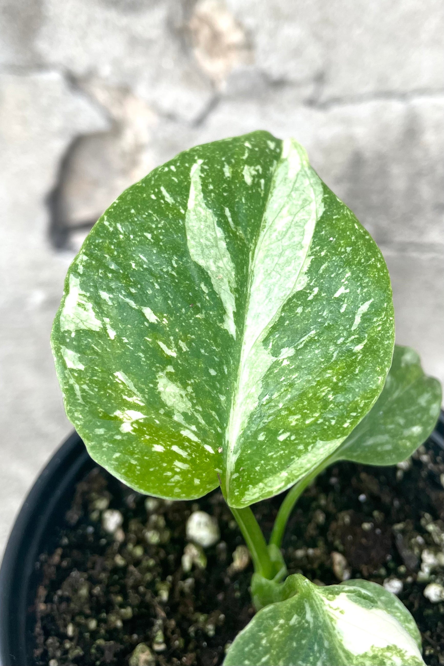 A detailed view of Monstera deliciosa 'Thai Constellation' 4" against concrete backdrop ©Sprout Home