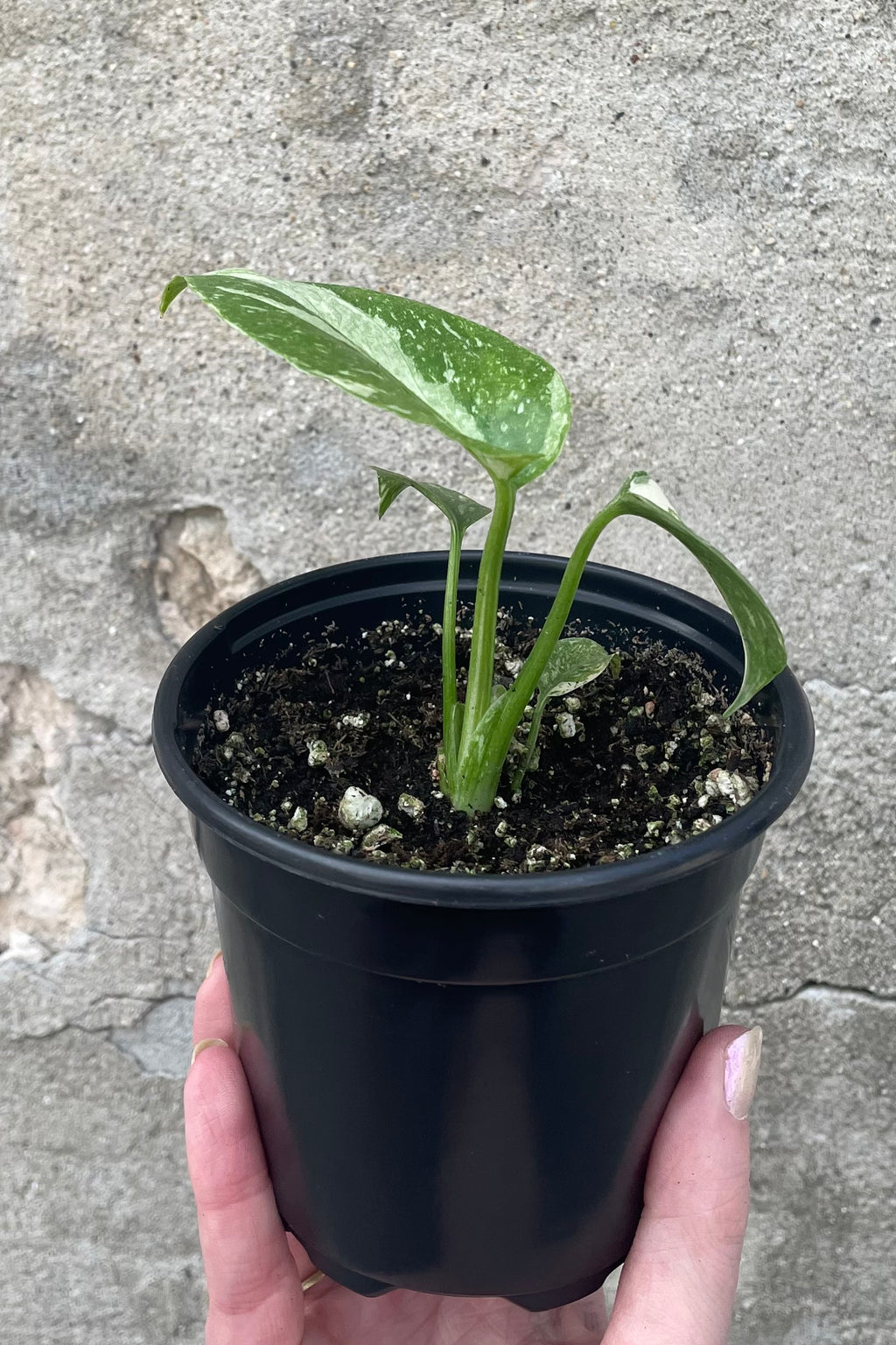  Thai Constellation Monstera - Live Plant in a 4 Inch