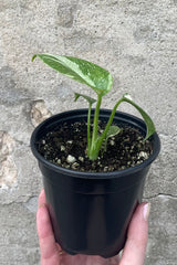 A hand holds Monstera deliciosa 'Thai Constellation' 4" in grow pot against concrete backdrop