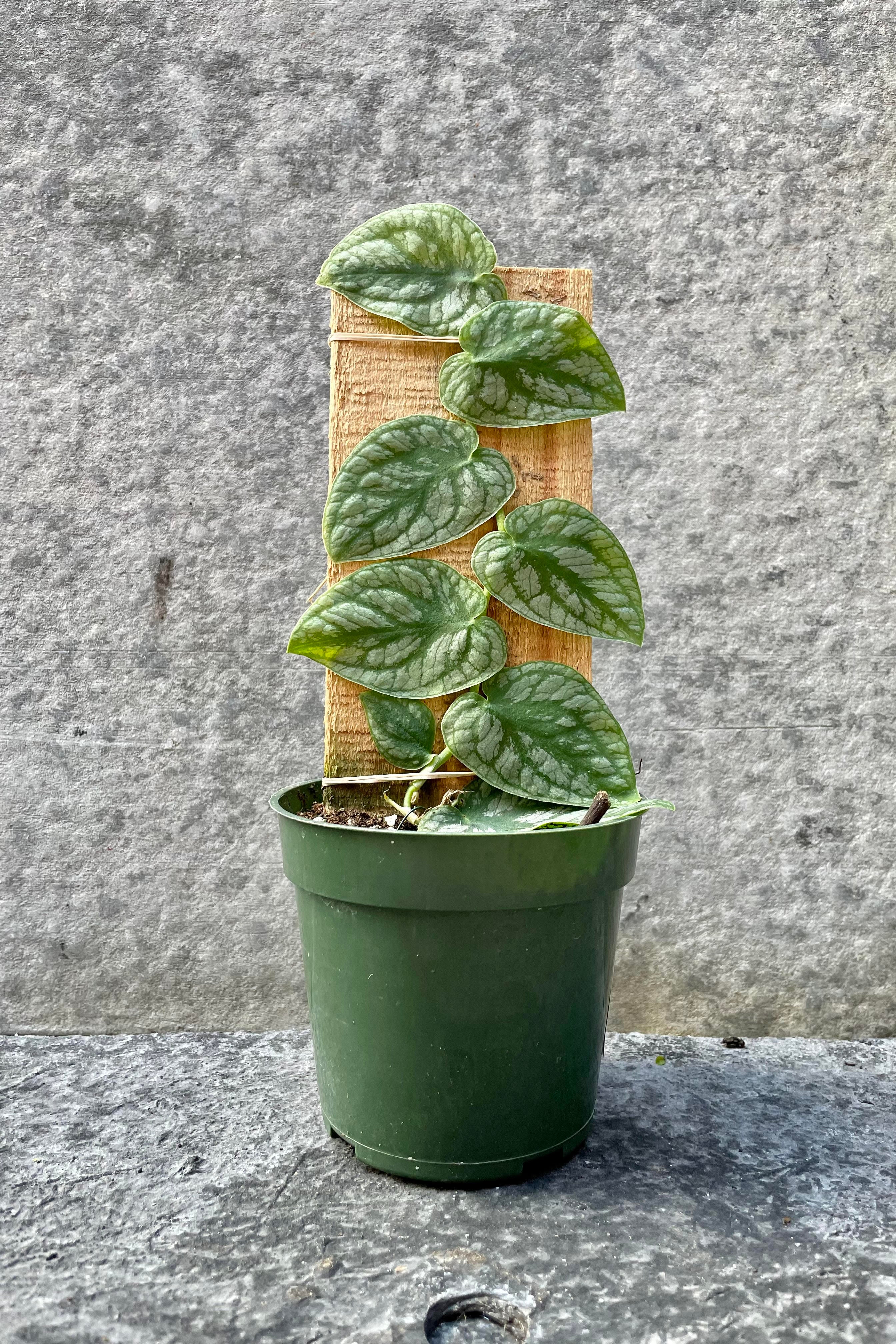 The Monstera dubia and the surface it's growing up sit in a four inch growers pot against a grey backdrop.