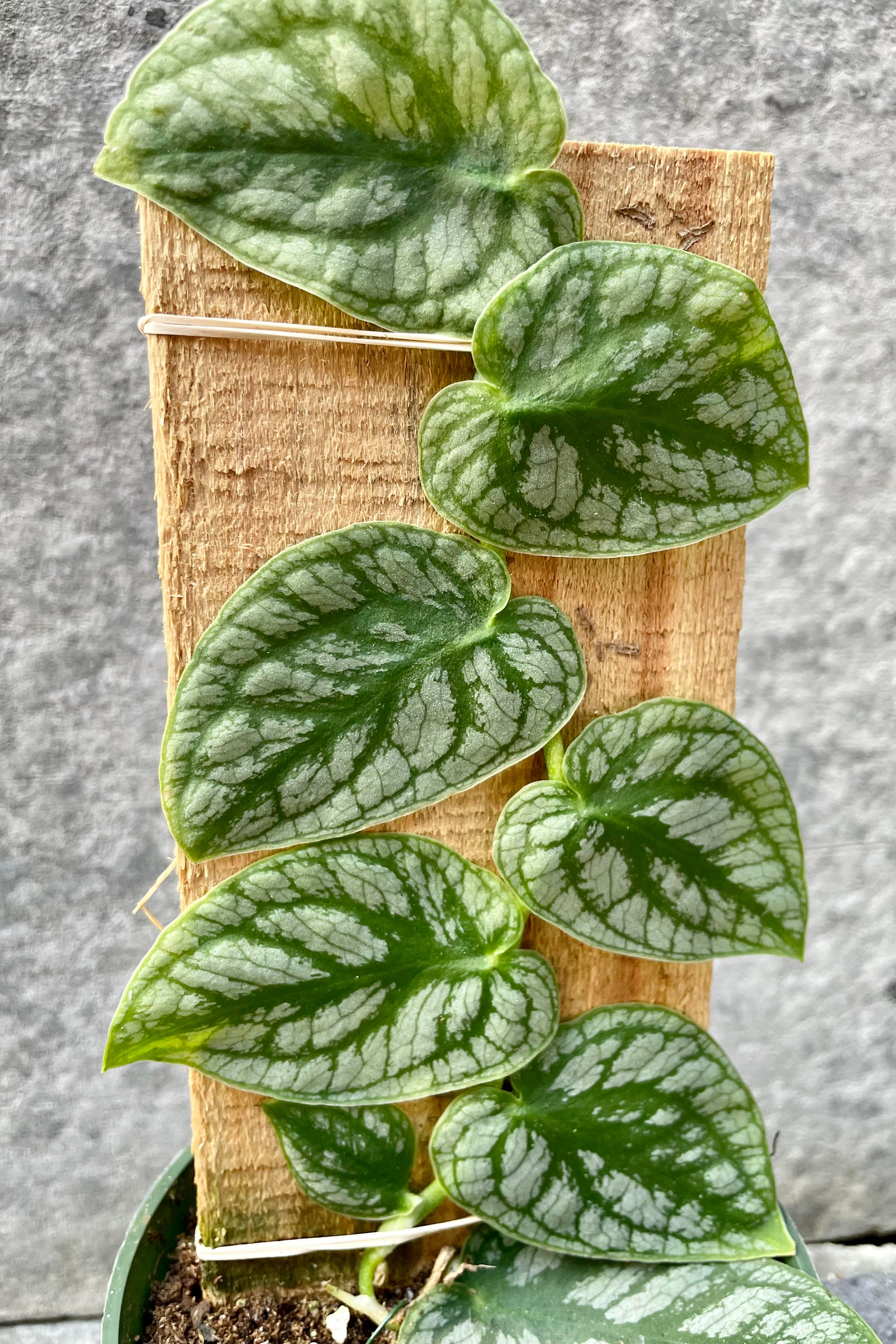 The silver and green leaves of the Monstera dubia  grow up against a small piece of plywood. 