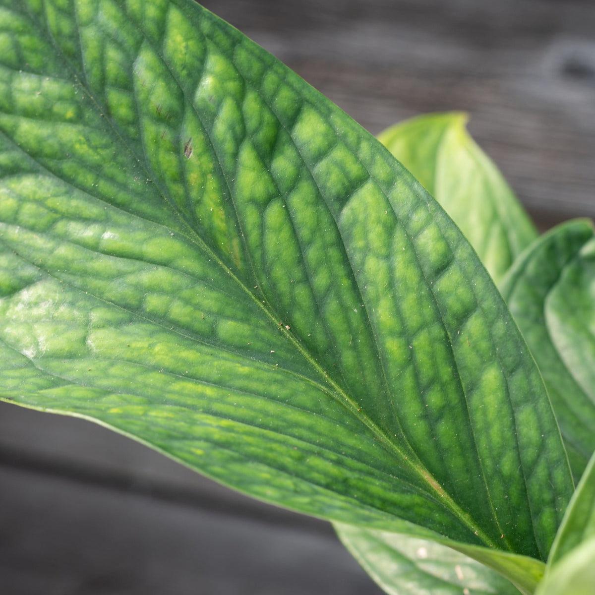 monstera pinnatipartita Monstera pinnatipartita 4.5