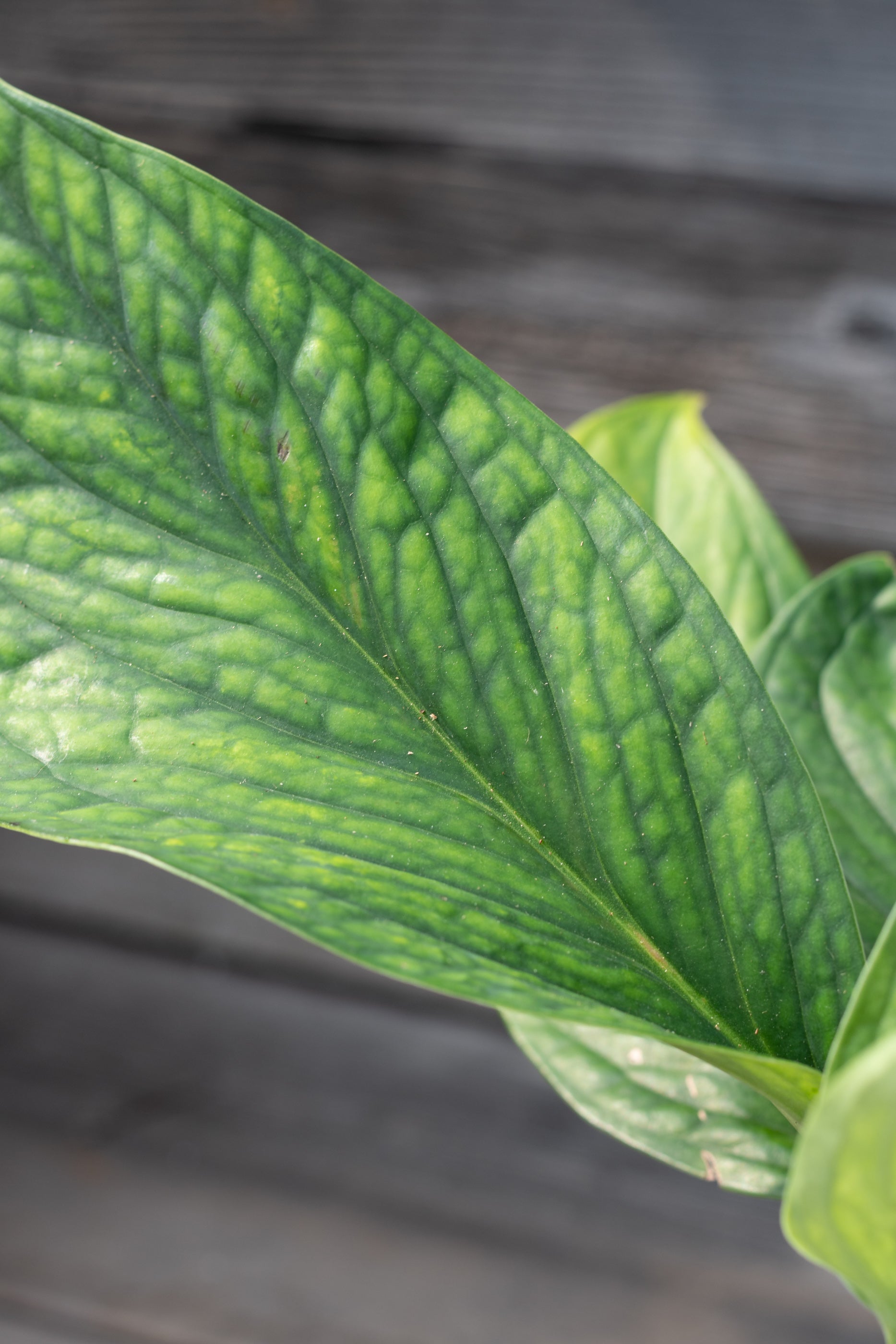 Monstera pinnatipartita 4.5"