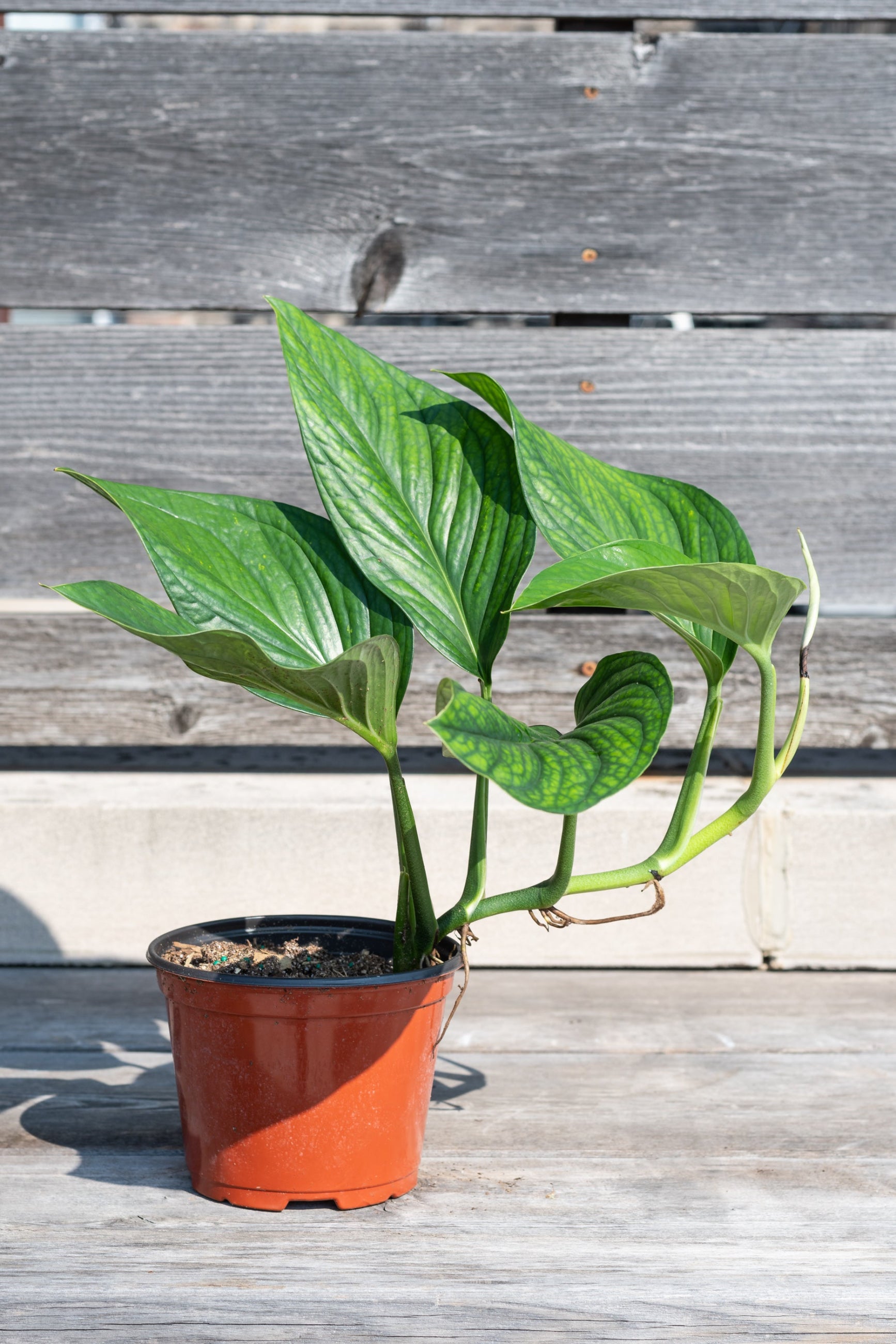 Monstera pinnatipartita in grow pot in front of grey wood background ©Sprout Home 