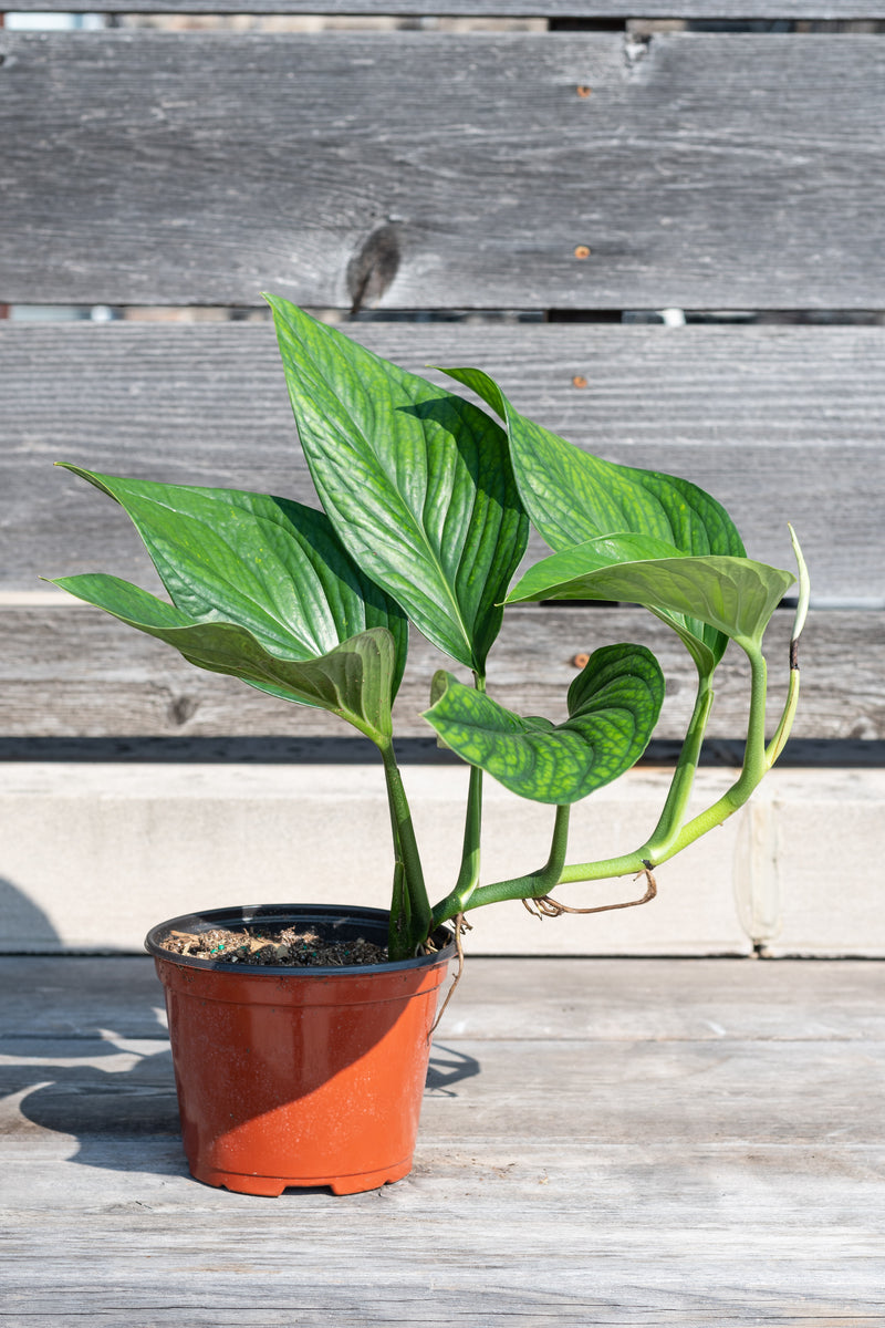 Monstera pinnatipartita in grow pot in front of grey wood background