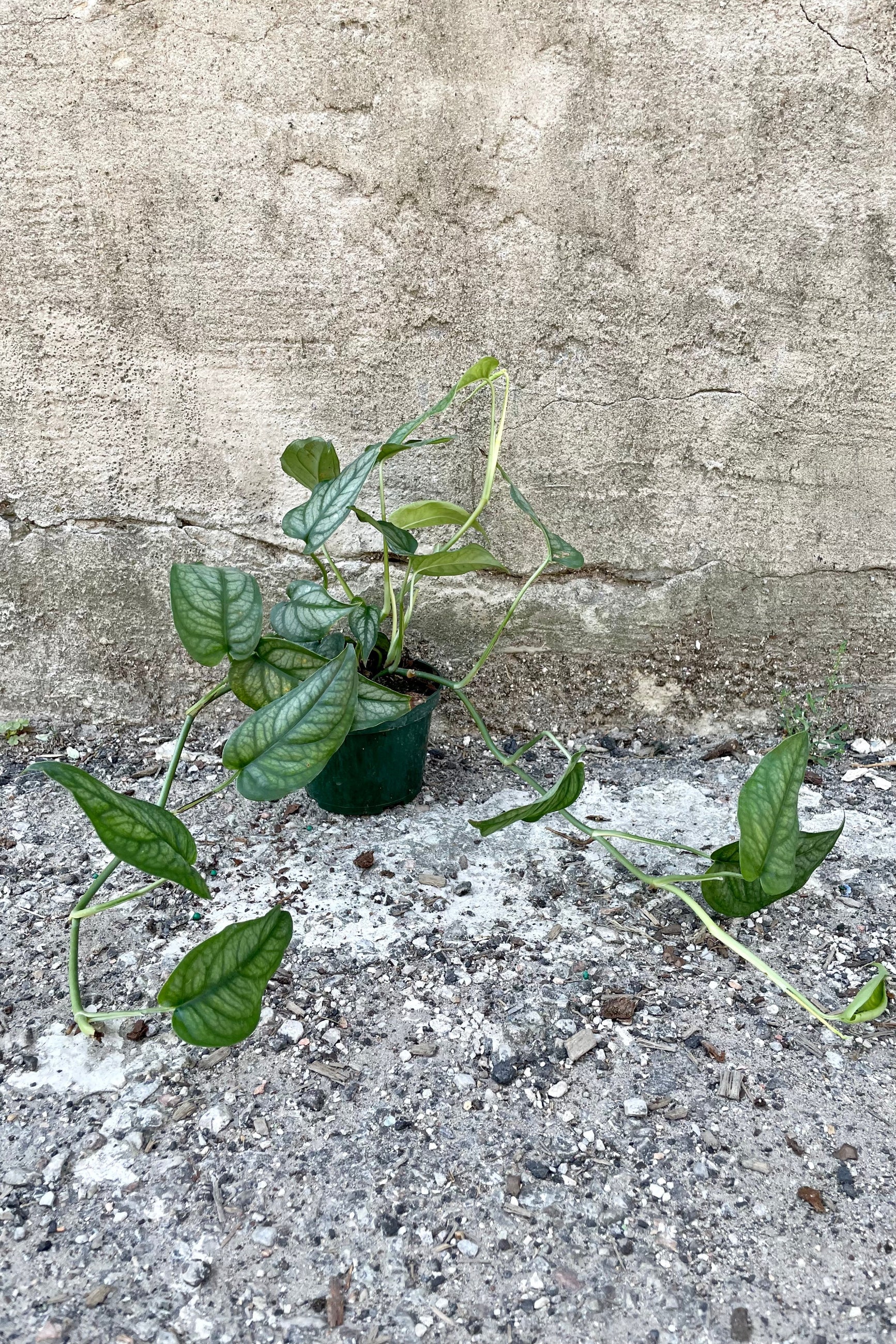 The Monstera siltepaecana in a 4" growers pot against a grey wall vining on the sidewalk.  ©Sprout Home