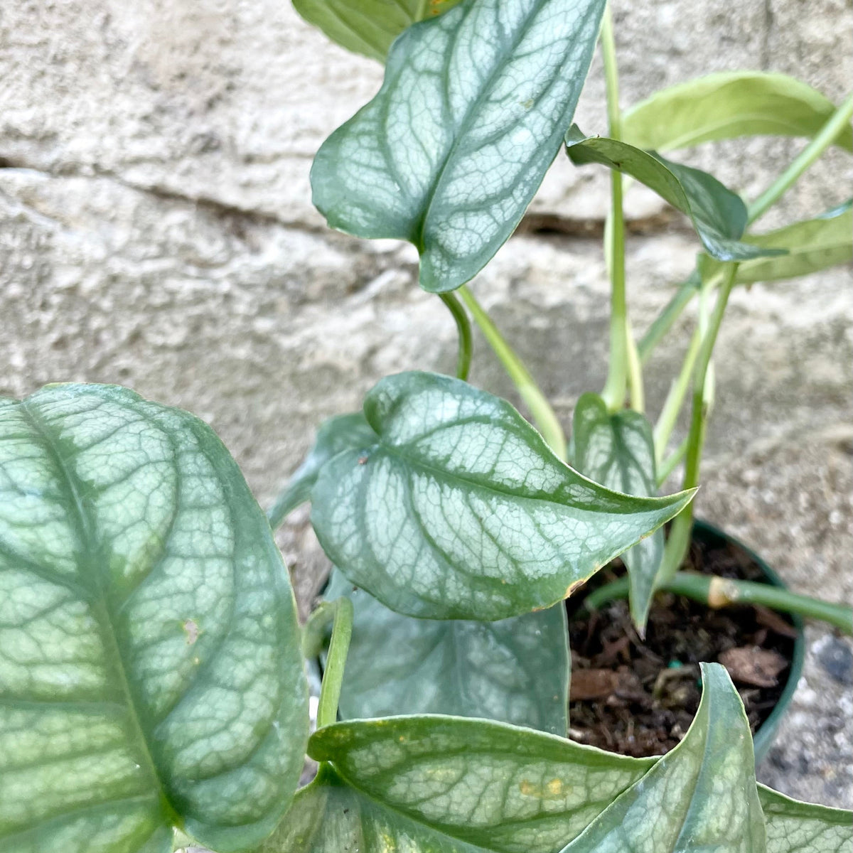 Monstera siltepecana 4
